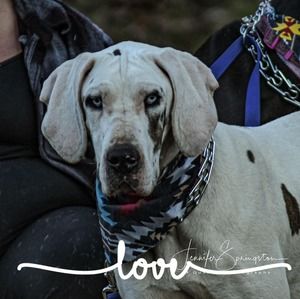 Meet your Posher, Tabby